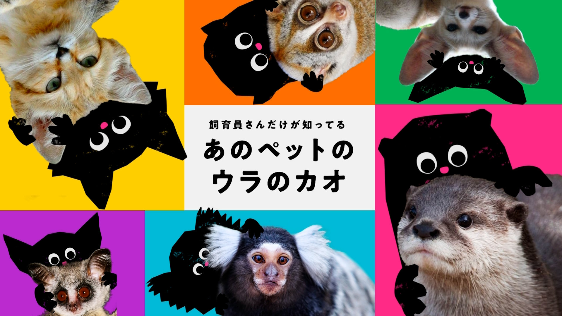 飼育員さんだけが知ってる あのペットのウラのカオ | 博報堂ケトル